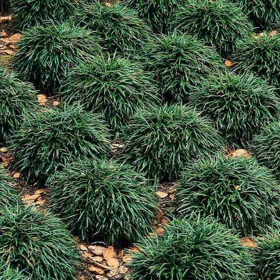 Mondo Grass